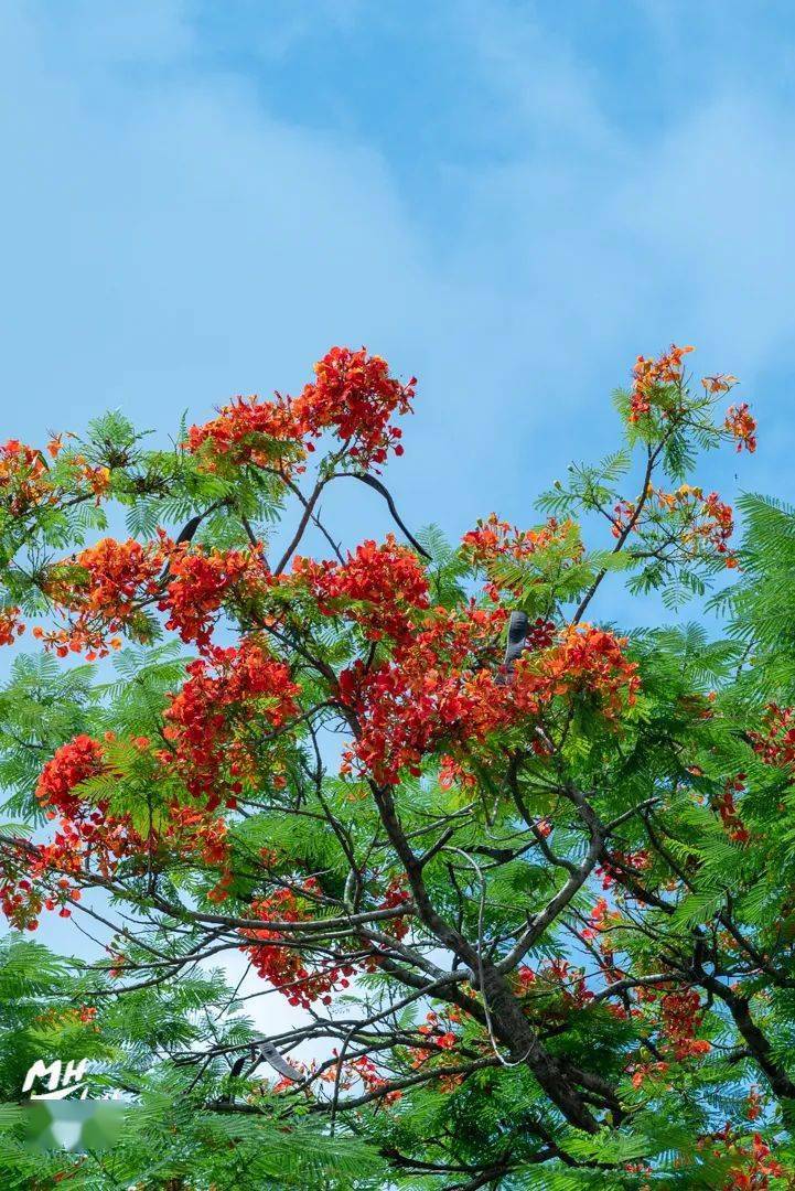 鳳凰花開兩季一季緣來,一季緣散一季老生走,一季新生來鳳凰花開日