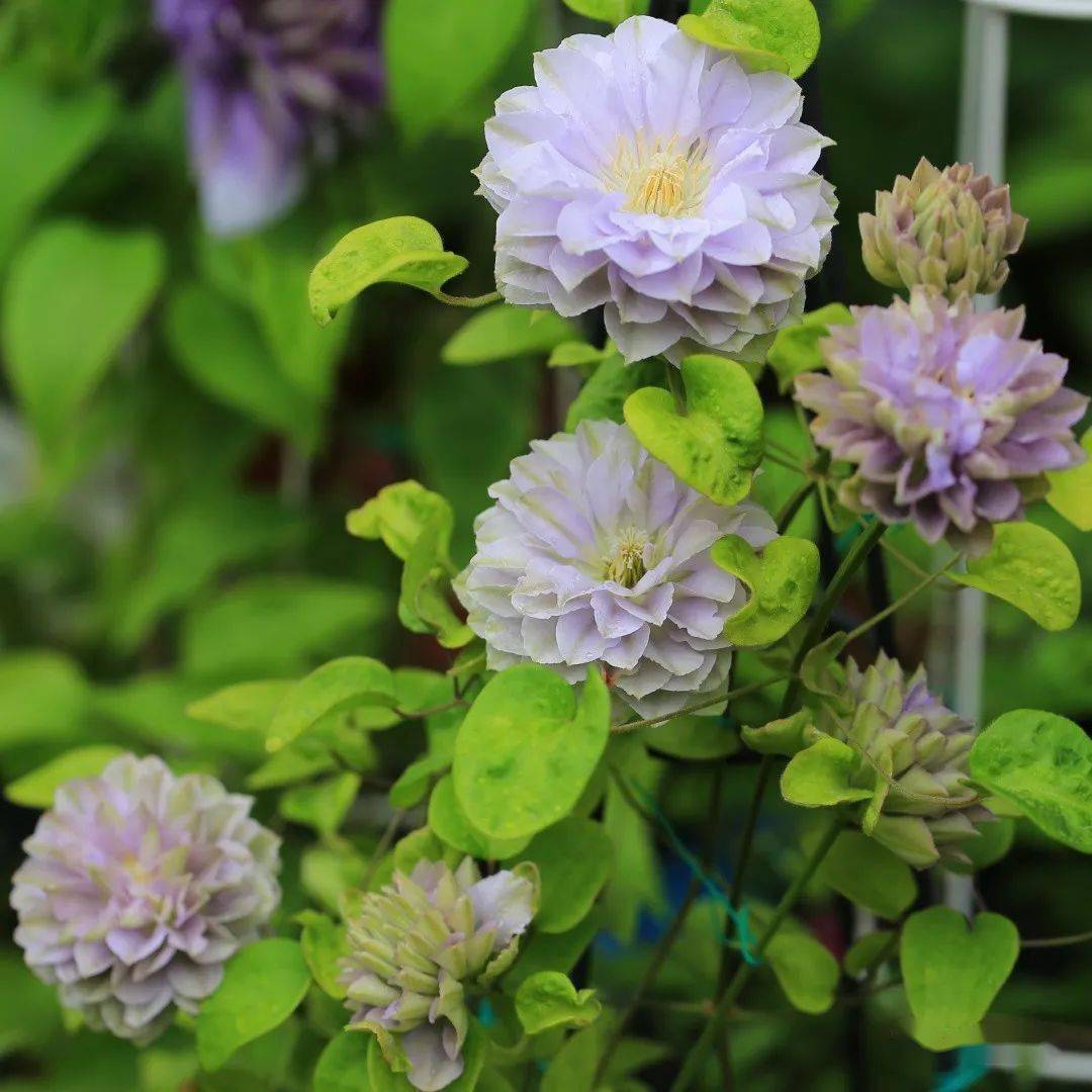 烈火科尔蒙迪利女士卡娜瓦居里夫人静海石金银丝