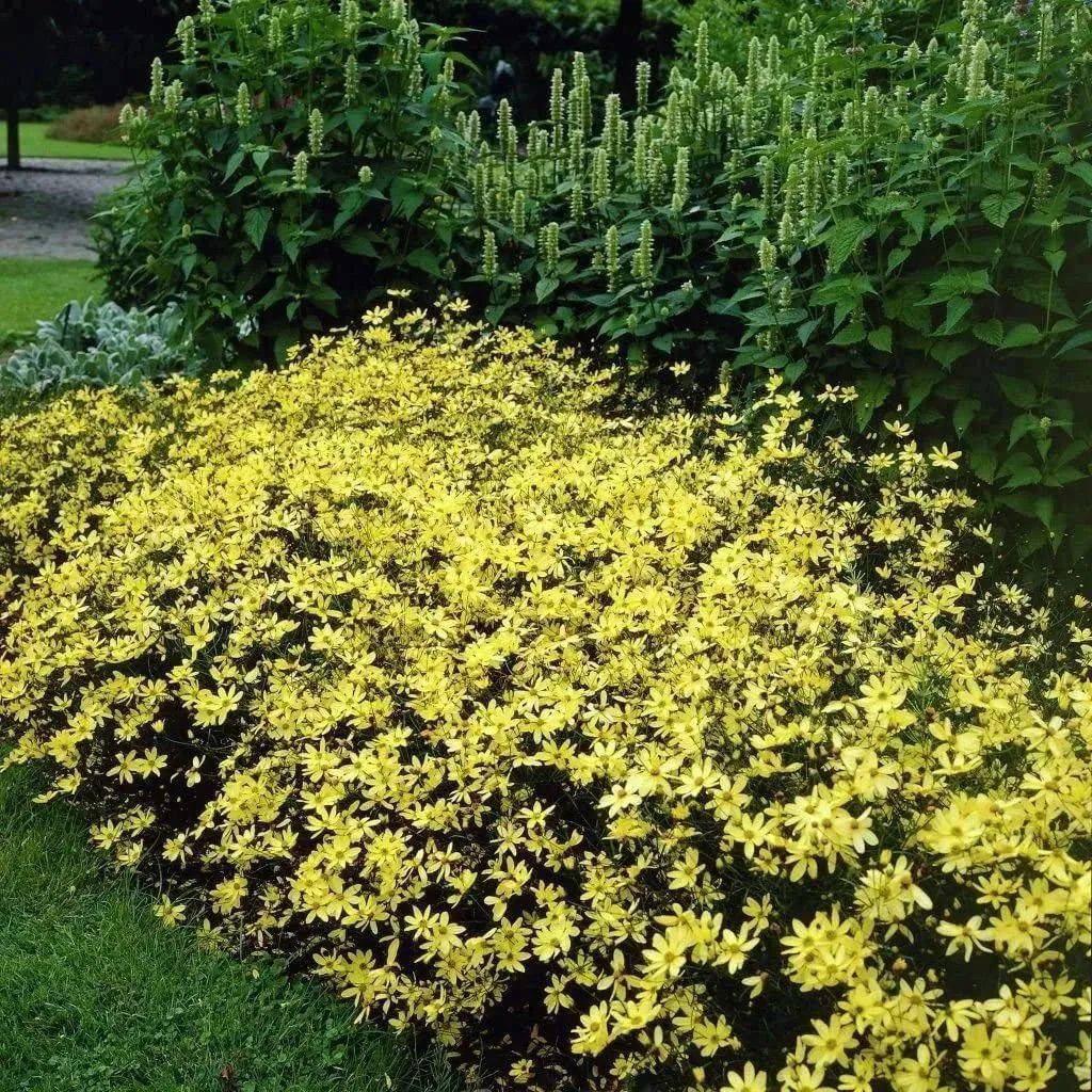 【科宝有话说 (五十五)】花开一夏,温柔而绵长的轮叶金鸡菊月光