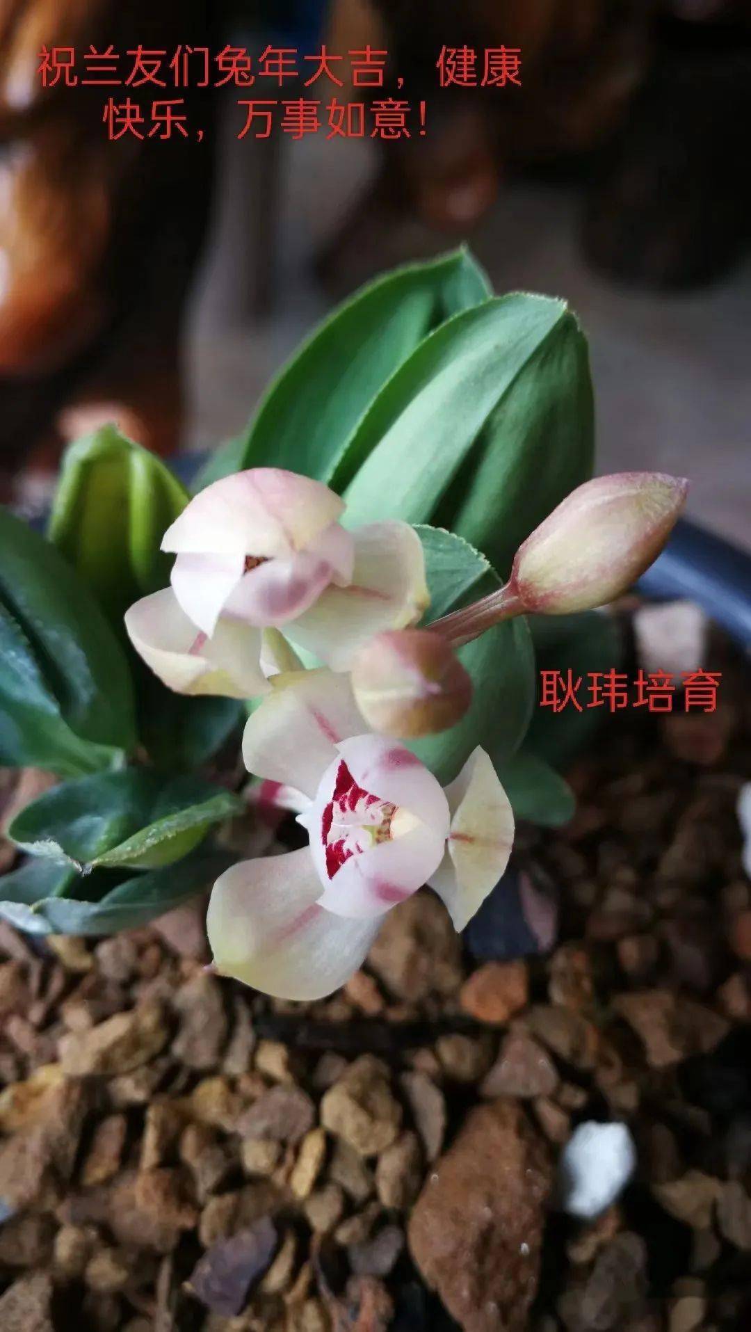 玉兔兰花现价图片