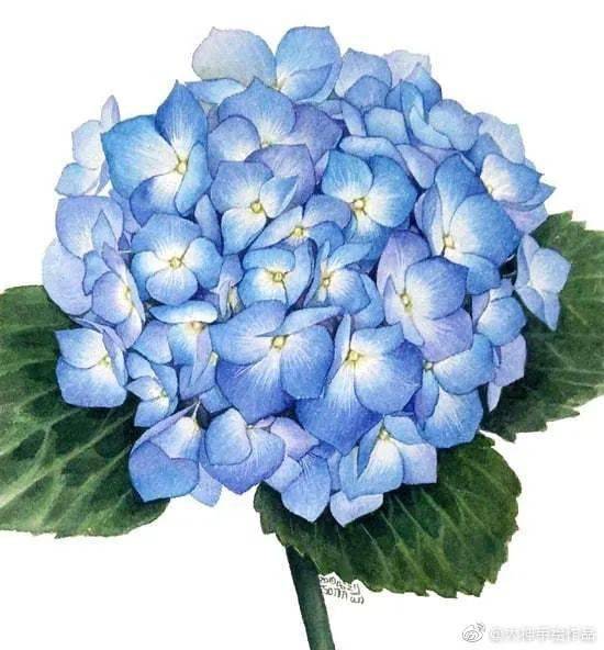水彩笔下的绣球花儿们~不同风格的手绘绣球花水彩合集来啦~_交流_网络