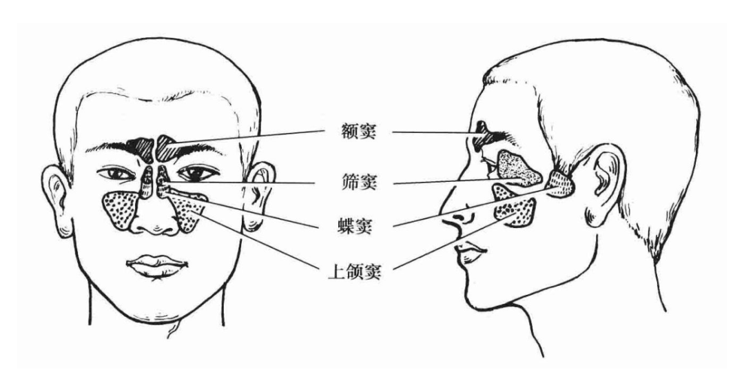 额窦的位置图片图片