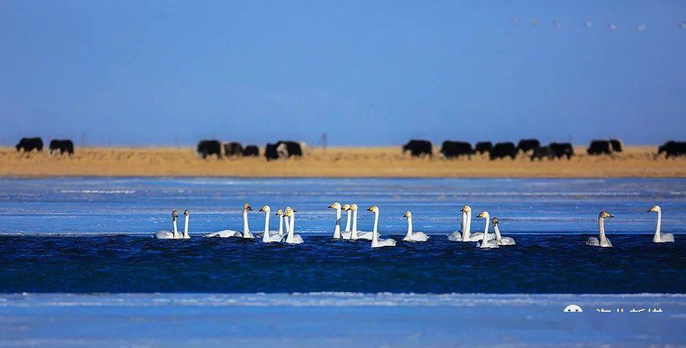 【喜迎海北建政70周年·旅游篇】湟鱼洄游激发青海湖旅游热浪