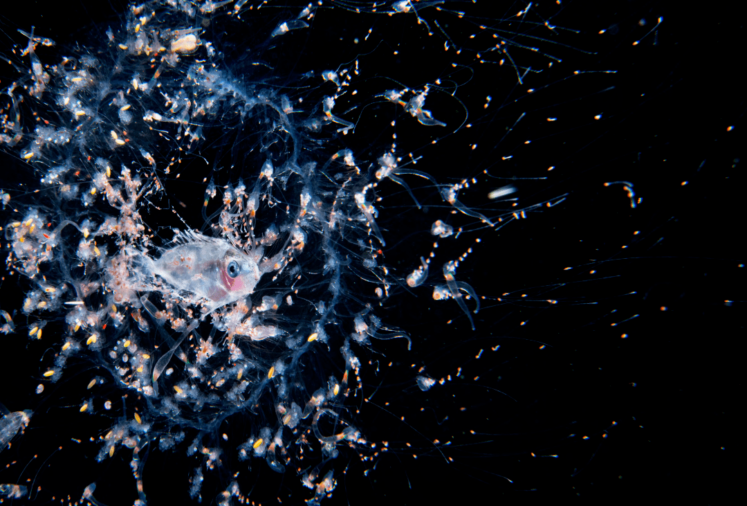 世界海洋日 | 黑水摄影,享受未知世界的孤独与浪漫_生物_物种_张帆