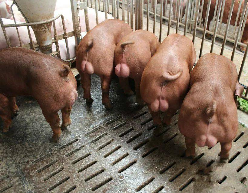 种公猪要求睾丸发育良好,对称,轮廓清晰,无单睾,隐睾,赫尔尼亚,包皮积