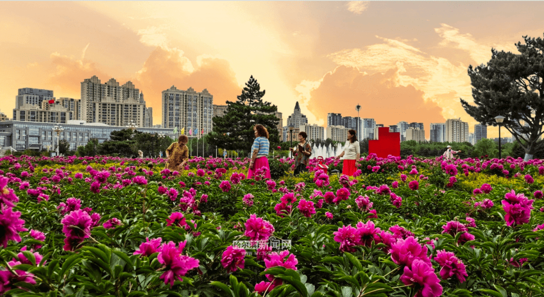 哈尔滨绿化花卉基地
