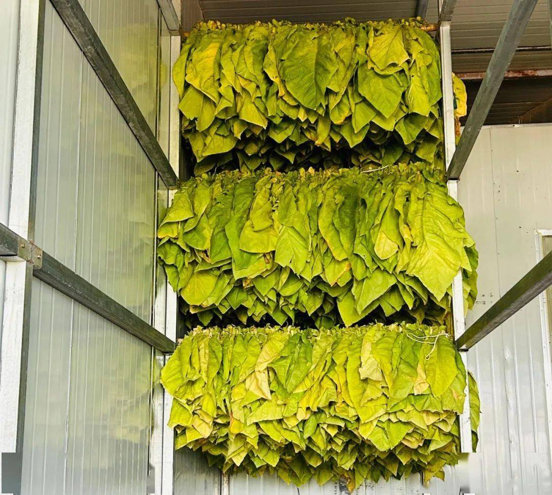 6月6日,威远镇南景村各项烟叶采收烘烤工作有条不紊的进行着,烟农正忙