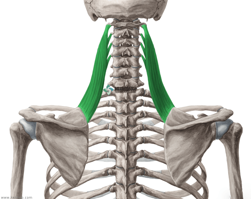 引起脖子酸痛的关键肌肉