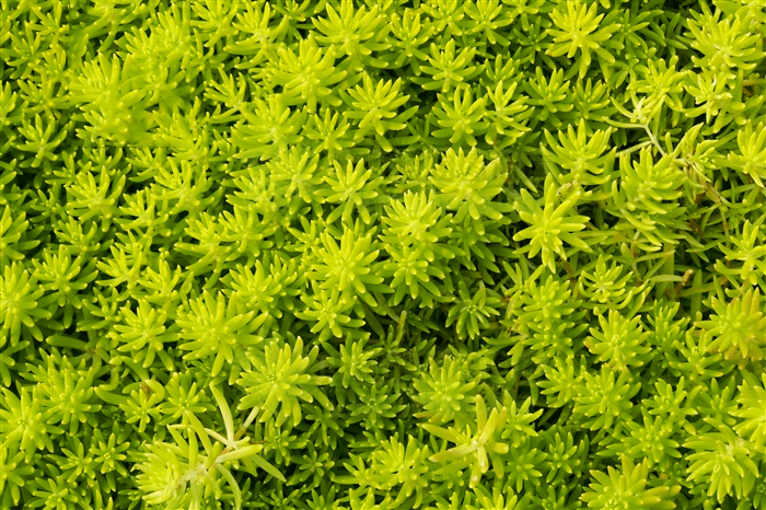 佛甲草的应用篇——优良的地被植物_砾石_空间_碰撞