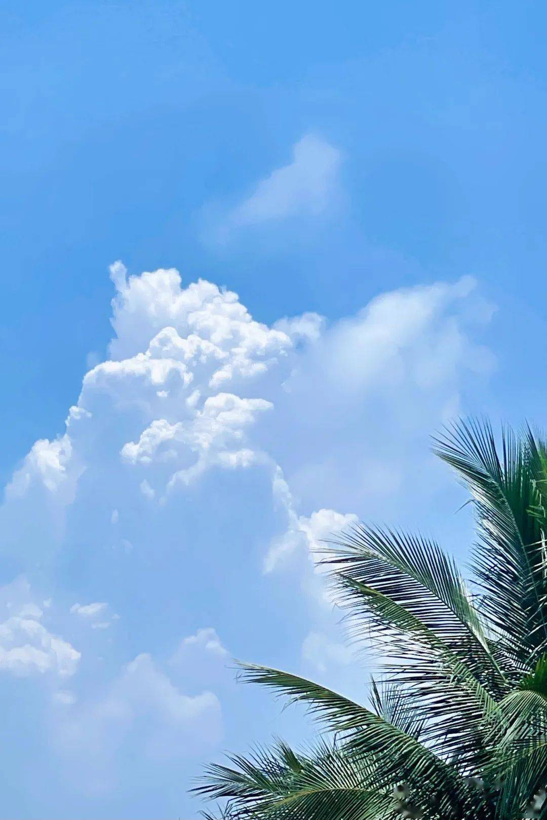 夏日海棠 | 捕捉夏日瞬间,感受海棠风光_夏天_summer_风景