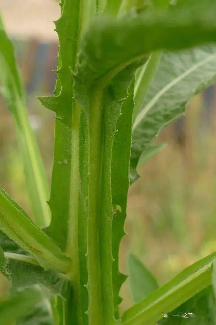 大自然】第261期:翼莖闊苞菊_植物_欒樨_繁殖