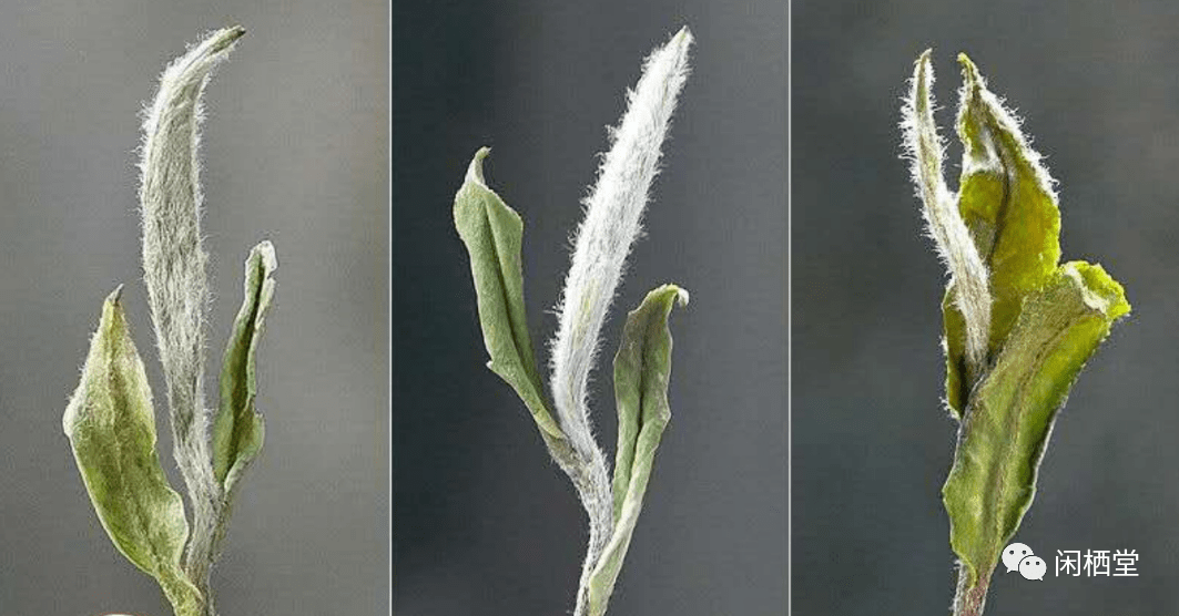 每日认识一款茶 | 茶中仙子 | 最适合女性喝的茶 · 白牡丹_叶张_明亮