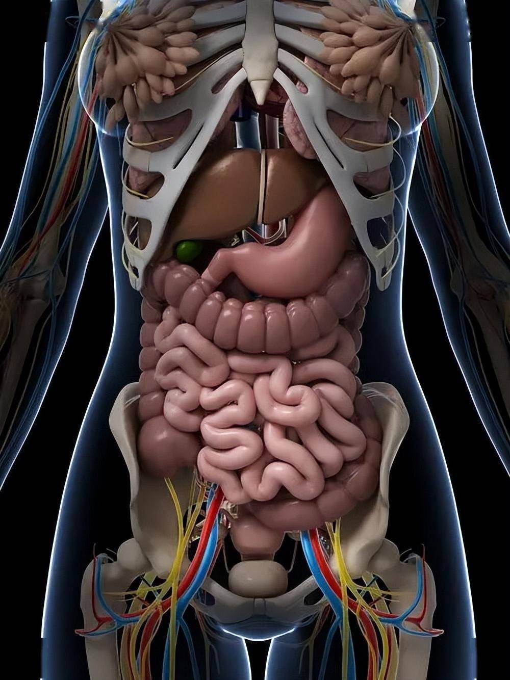 胃的位置图 女生图片