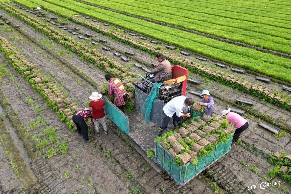 6月12日,东台市五烈镇惜禾农业发展有限公司4000亩优质水稻种植基地
