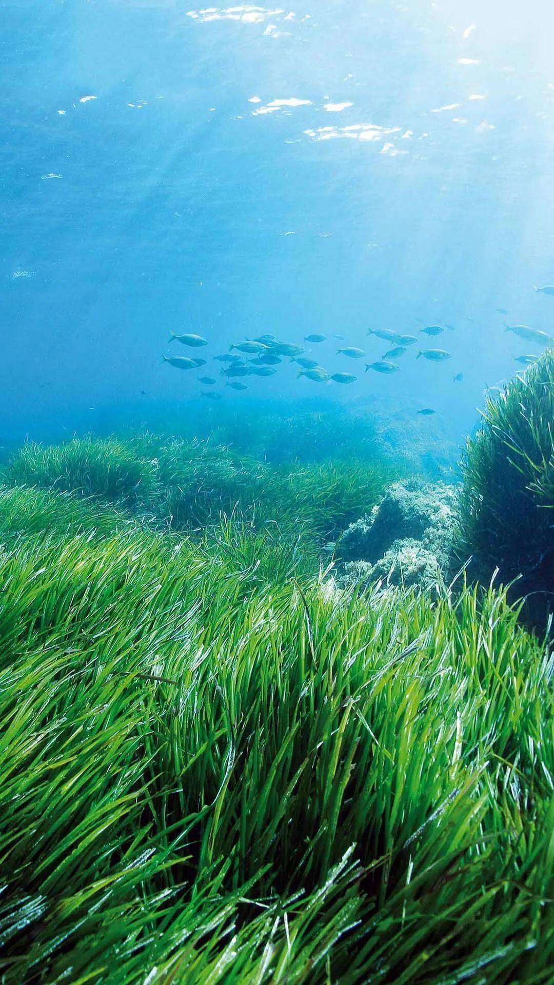 和伊比薩島(ibiza)的海草場一起,被聯合國教科文組織列為世界自然遺產