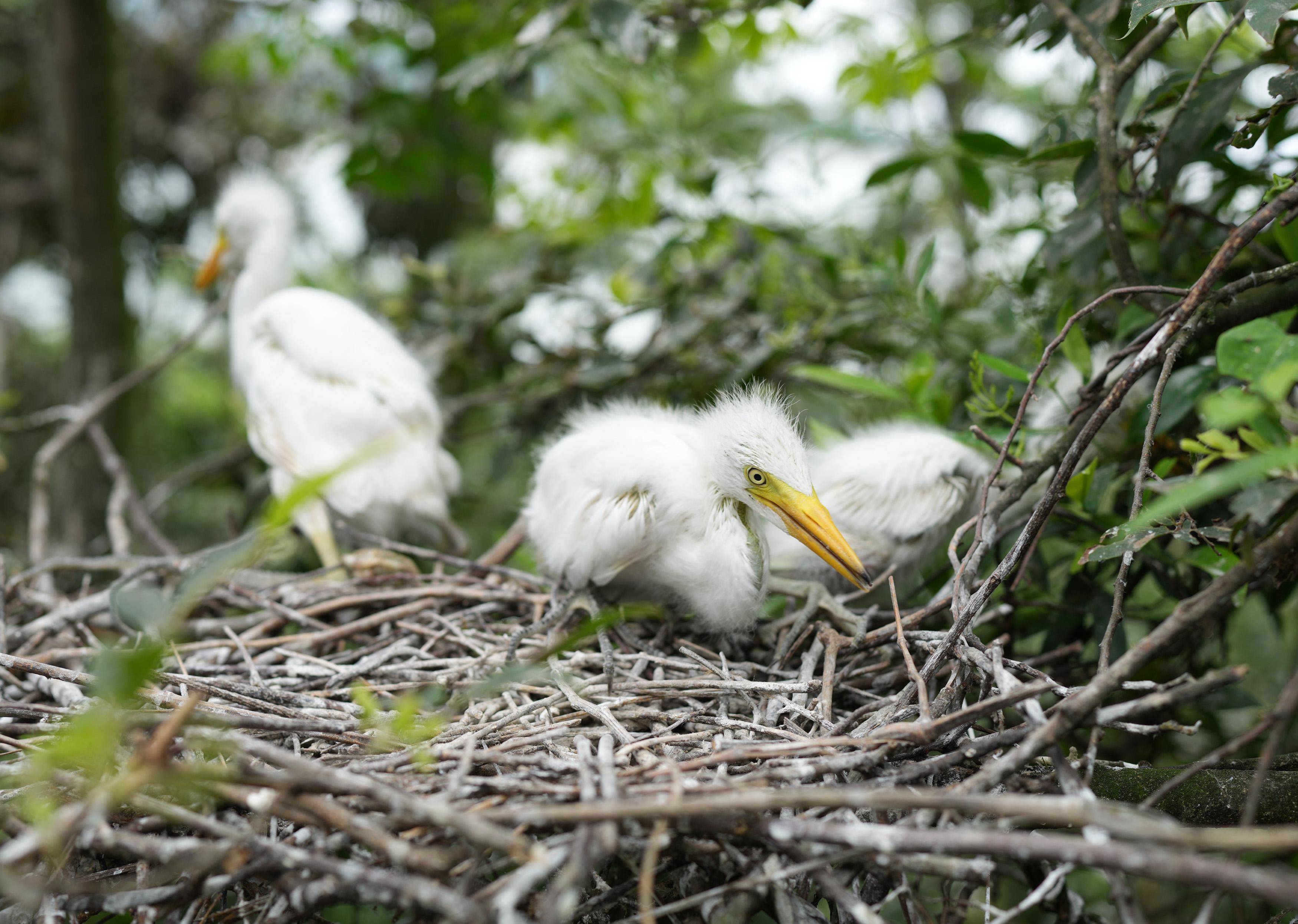 新华社记者 翁忻旸 摄6月13日,海岛护鸟队的成员在一座岛上查看雏鸟