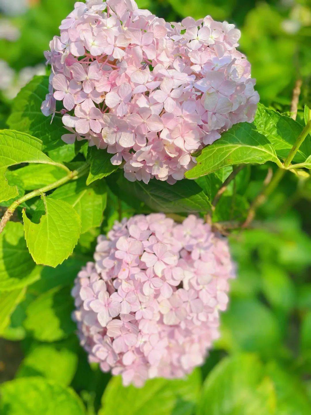 云游长沙·夏之恋⑤去吧,奔向糖果色的无尽夏日里_夏天_小灵通_森林