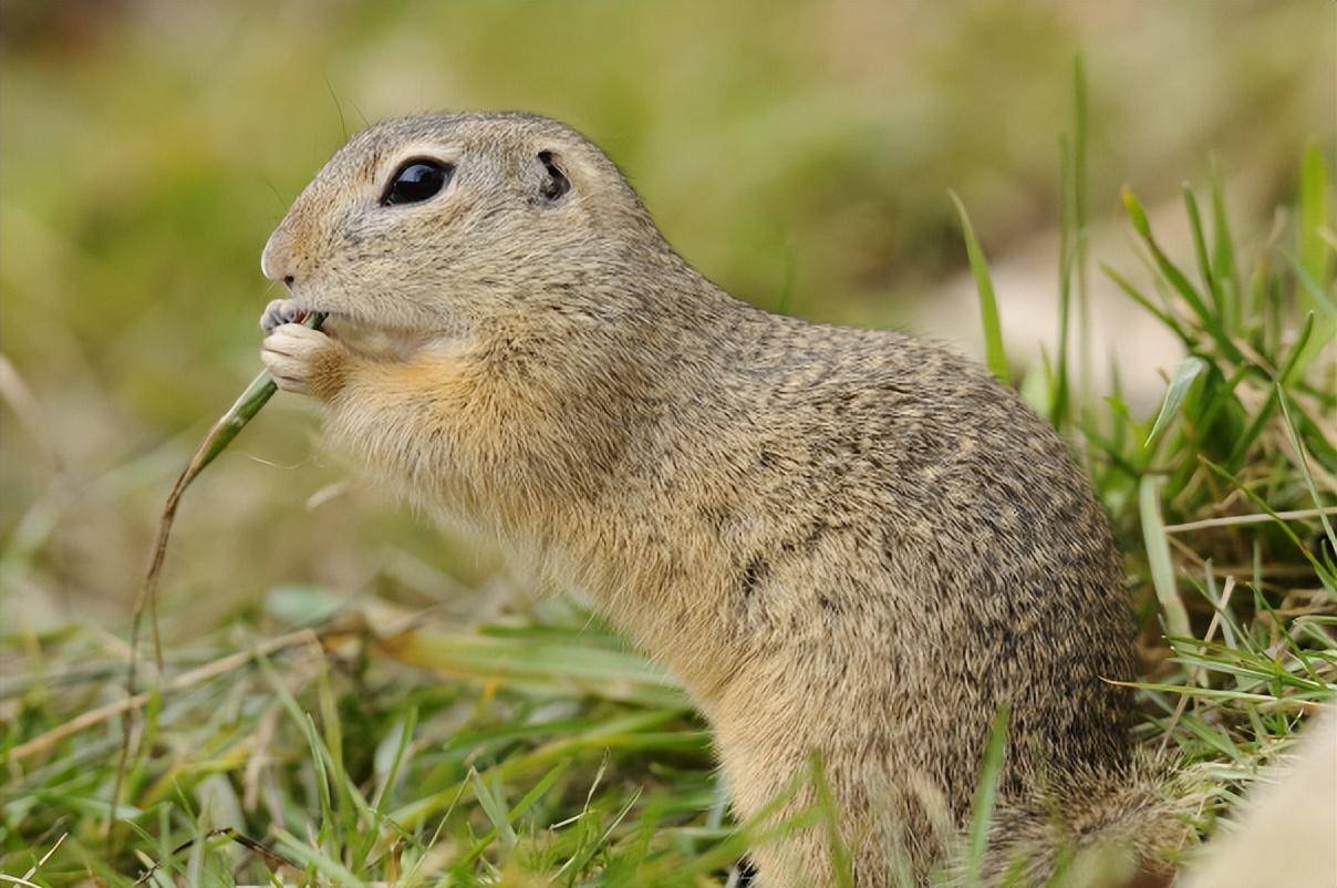 山西大同农产品风评不高,但自辽以来一直以黄鼠"甲天下"而闻名.