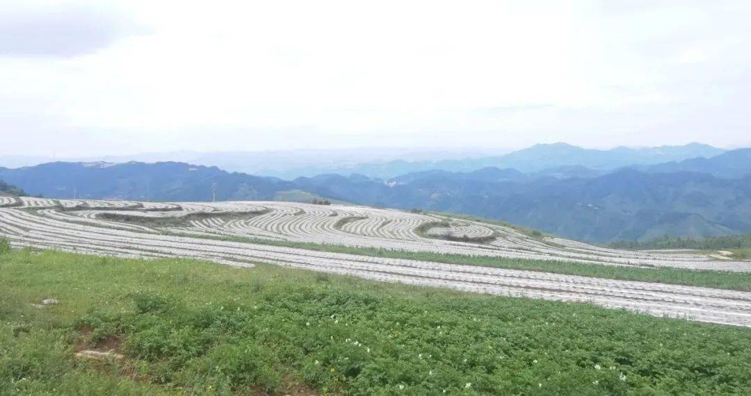 双坪乡:万亩高山冷凉蔬菜 铺展乡村振兴新画卷_种植_萝卜_凉山