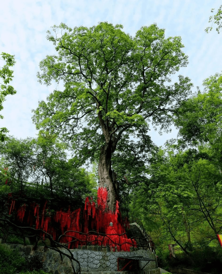 陇南花桥村景区图片