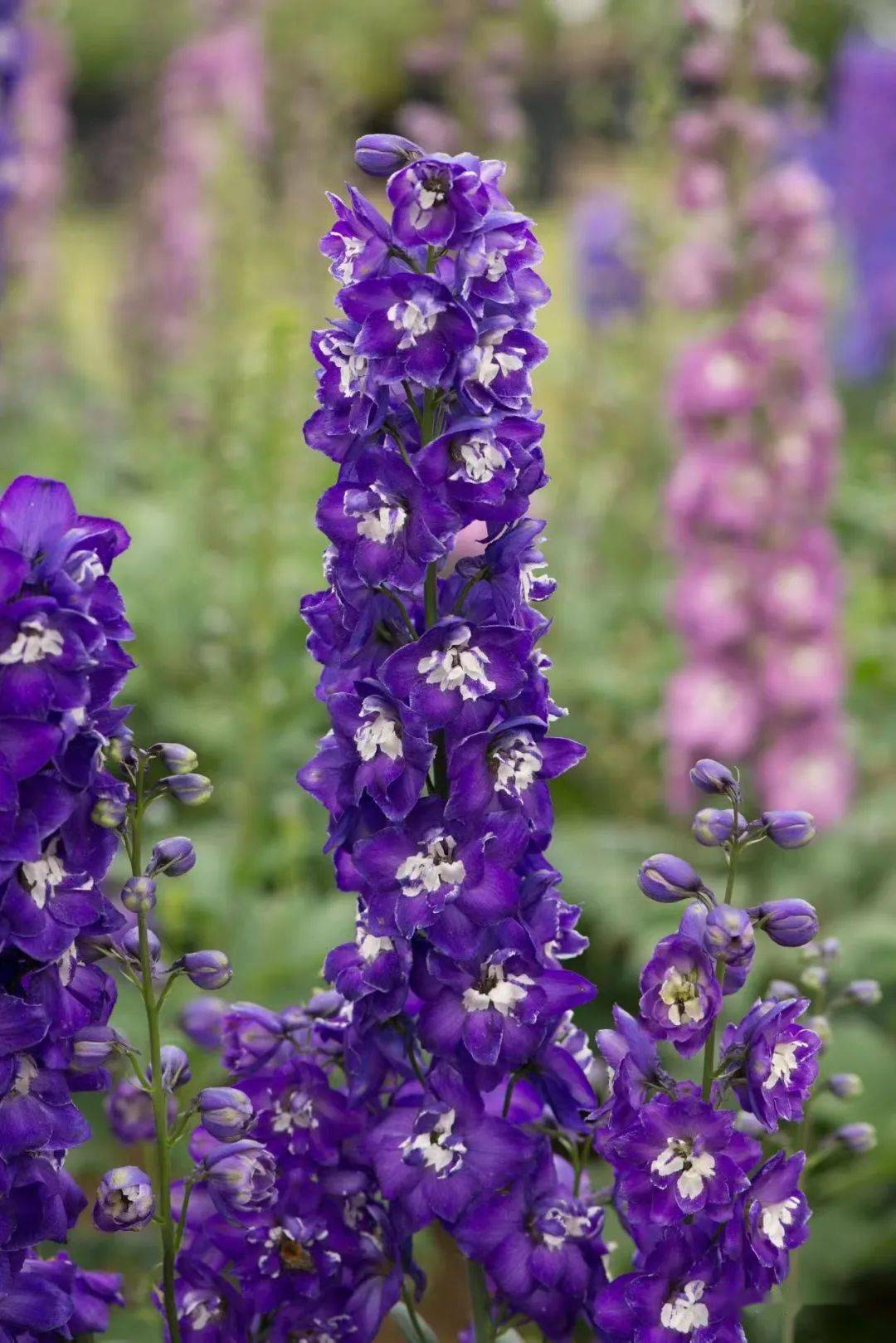 【宿根花卉】种苗订货季 英式花园植物三剑客Ⅱ-大花飞燕草_供货_切花