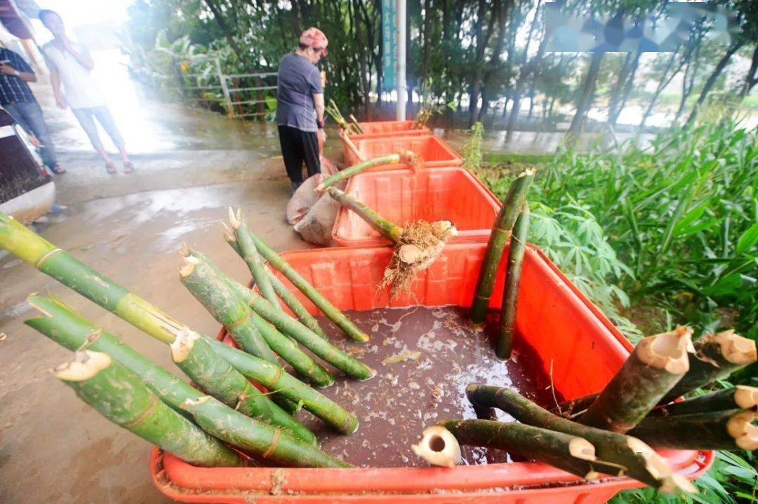 加了一条水管,乐峰这个马蹄笋基地亩产增三成!_黄培峰_种植_进行