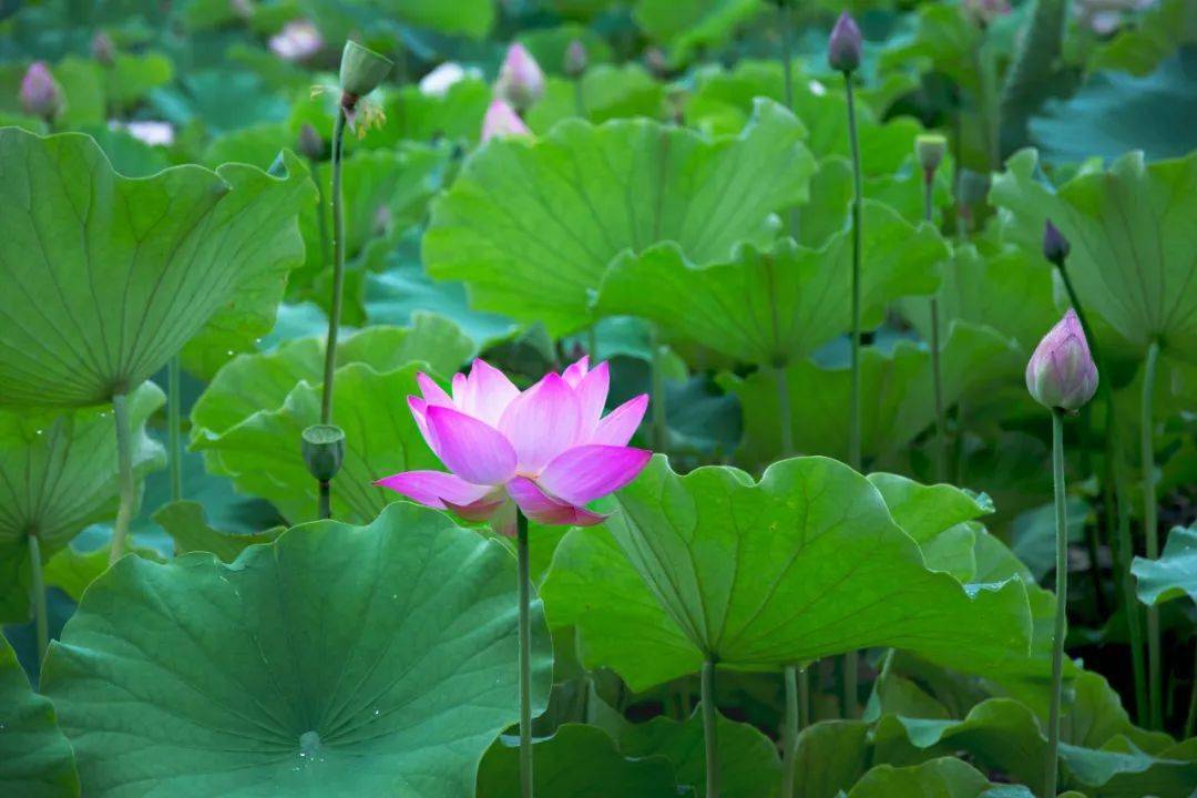 一天一首古诗词 | 宋词,67欧阳修《临江仙·柳外