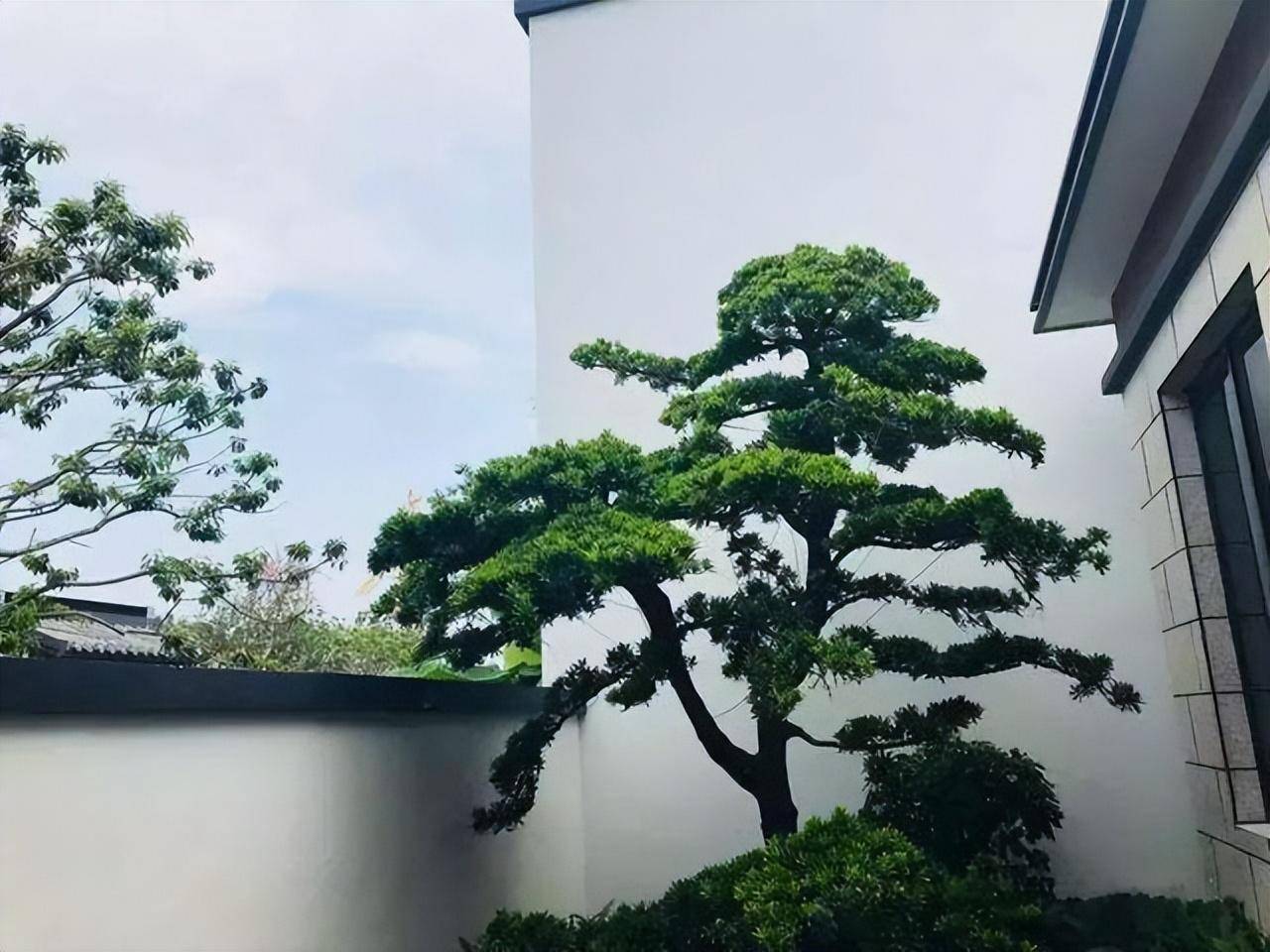 院子里的罗汉松,遇到"识货的",加价拿下,这5种树快去种起来_房子_石榴