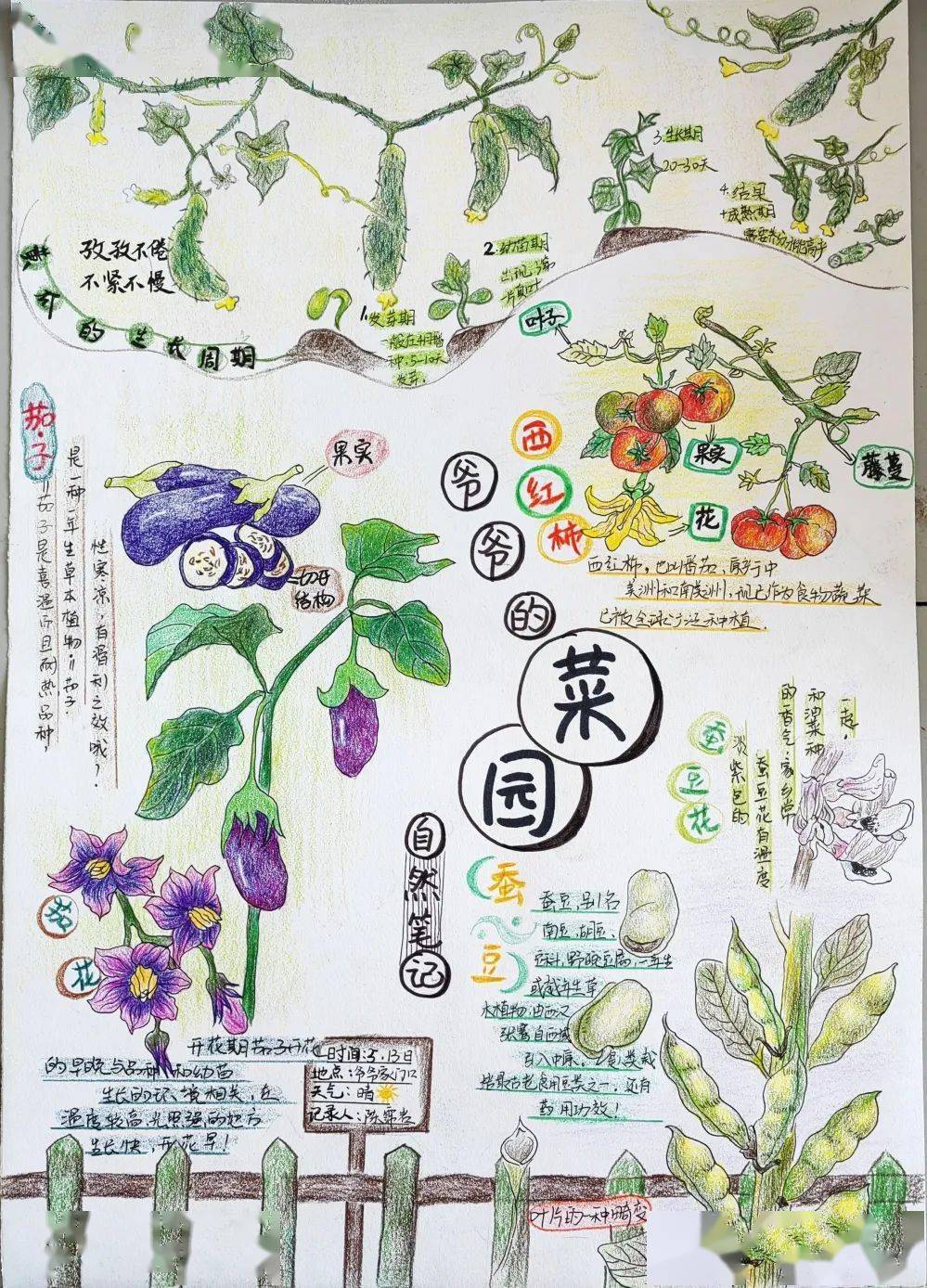 宿迁市第二届自然笔记大赛 | 小学组获奖作品展示(一)