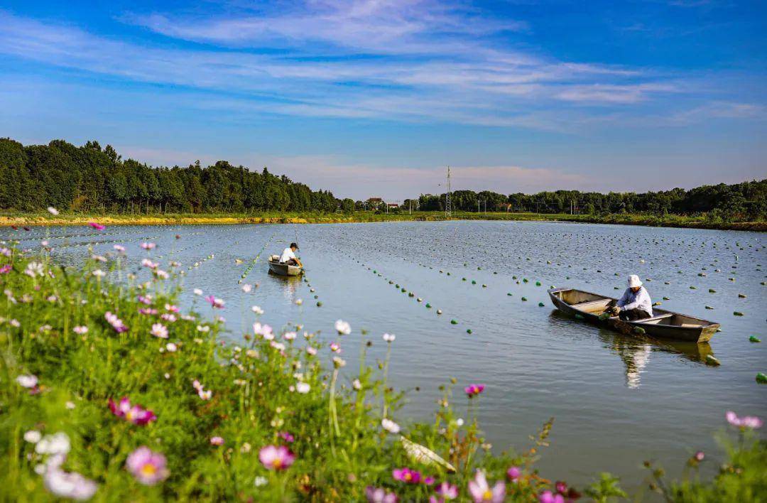 之万年县】万年珍珠小镇,土特产竟做出了"中国名小吃"_文化_湖云乡