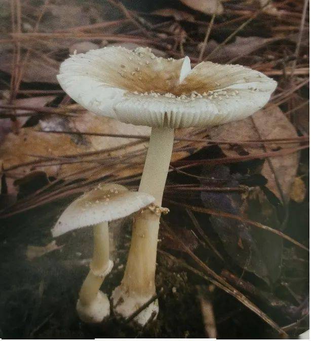假褐云斑鹅膏(俗名:假草鸡枞)小豹斑鹅膏(满天星)这类毒菌虽然不含