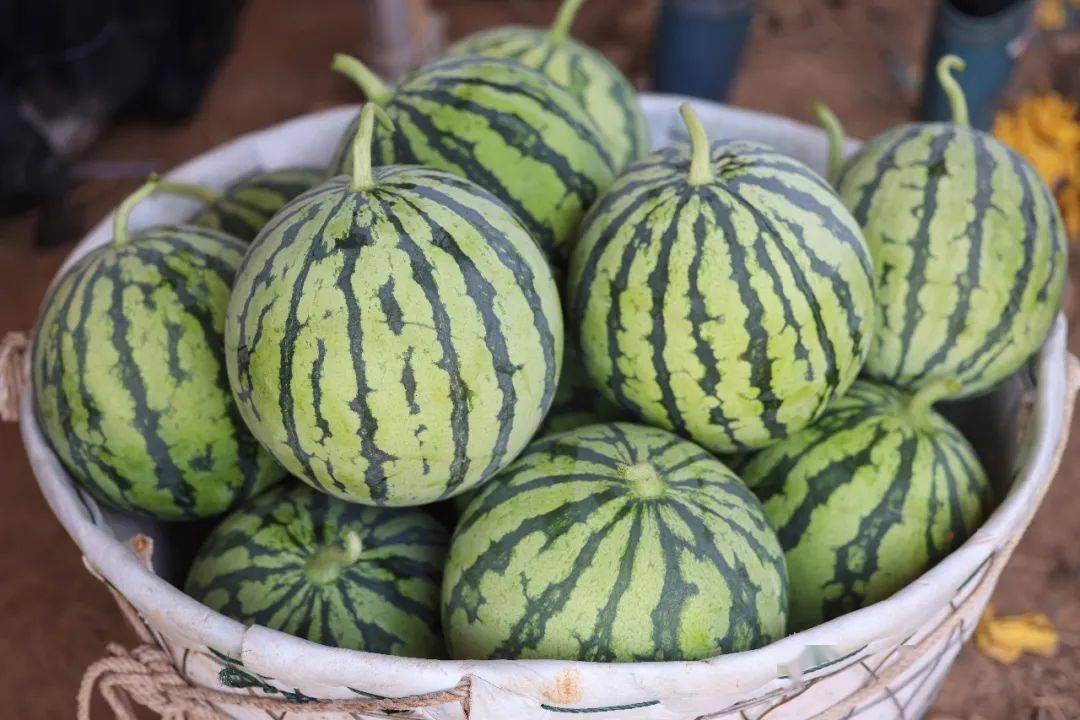 最甜的ta竟然在鄂州_西瓜_蒲团乡_夏日