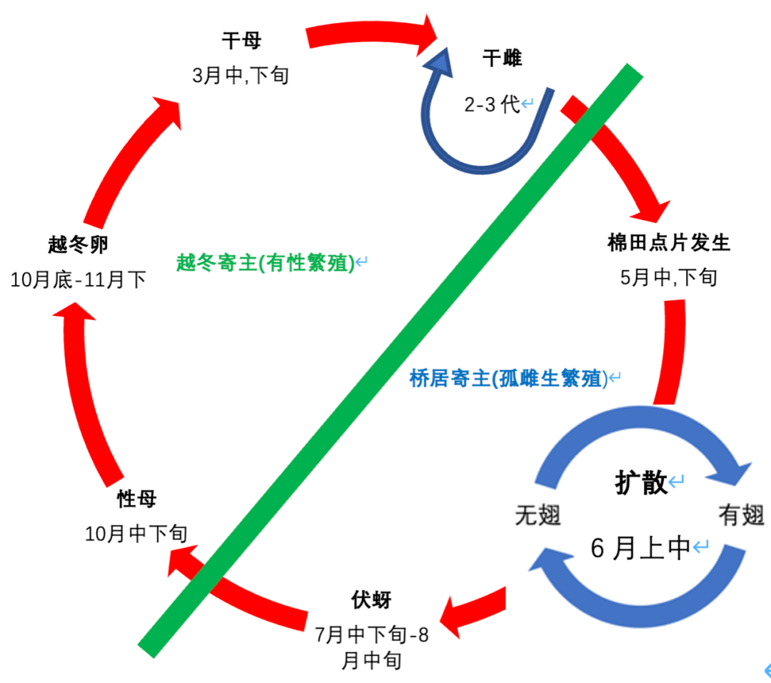 棉花蚜虫的发生与防治_棉蚜_寄主_棉田