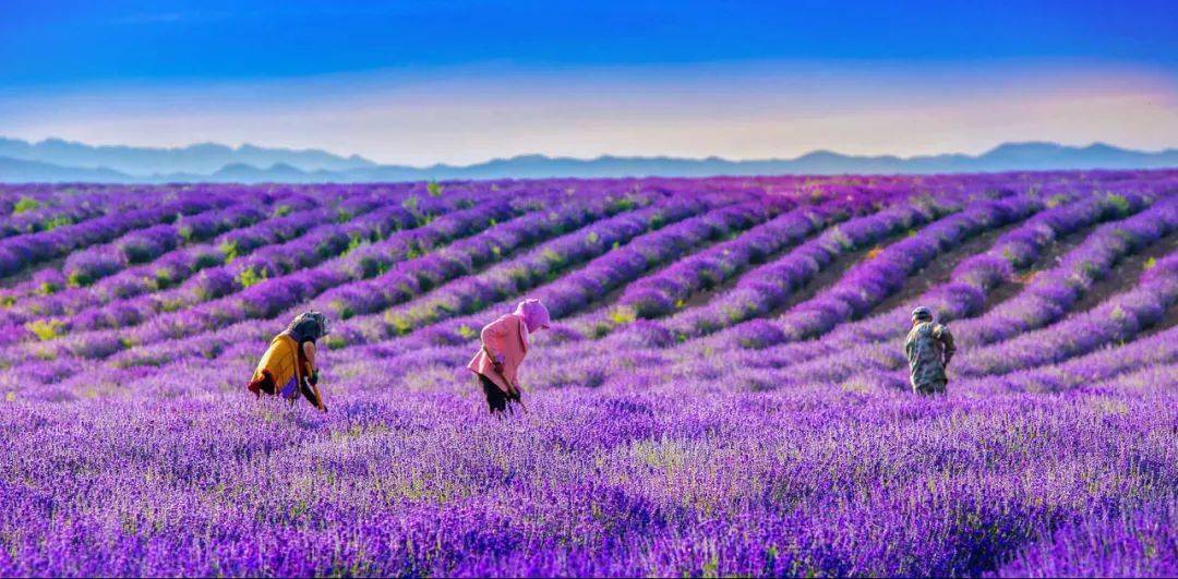薰衣草,开了~_景区_花海_霍城县