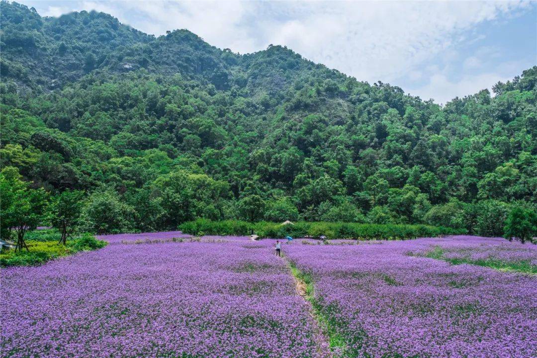 藏不住了!浪漫紫色花海上线啦,开启童话夏日,超级"出片"