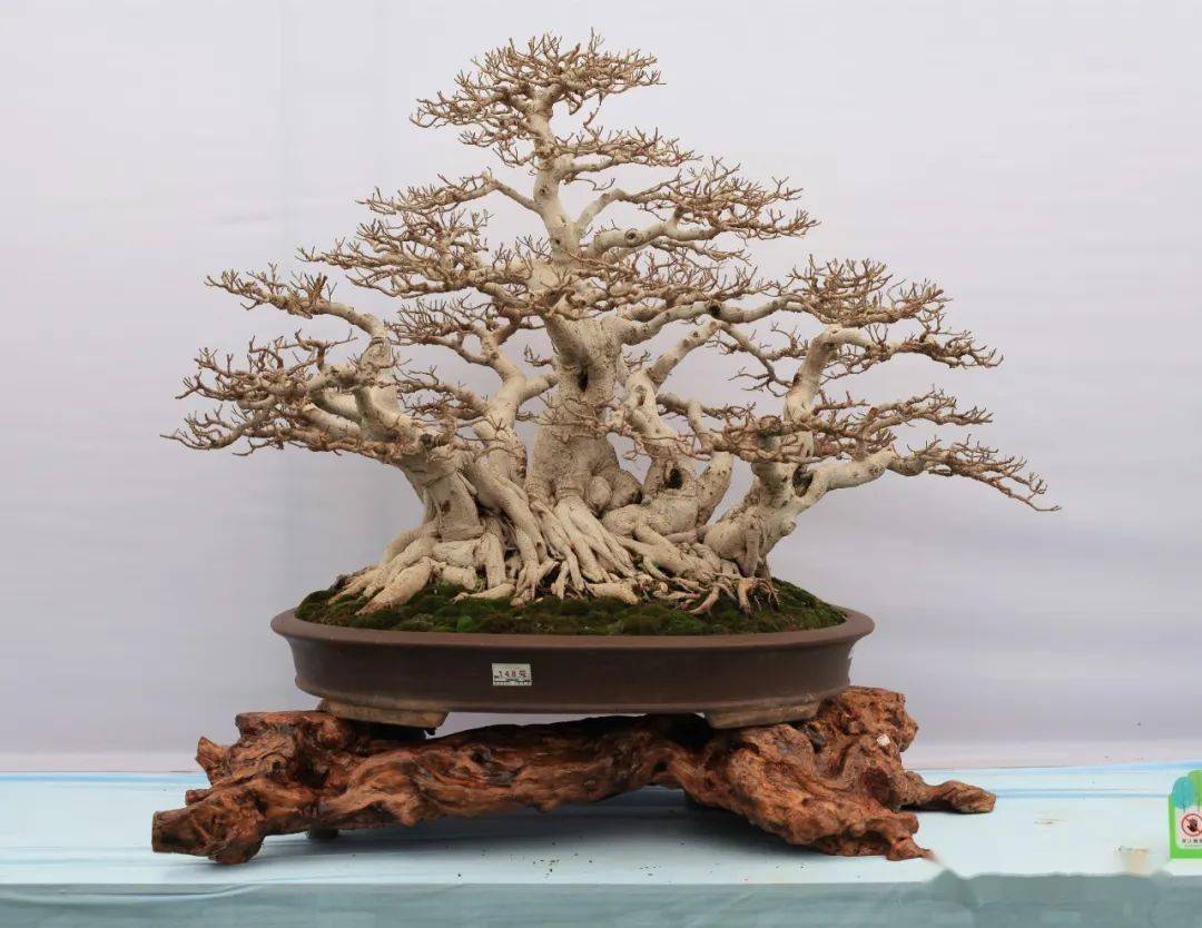 第十届云南省盆景展评选结果已出炉!_cm_规格_清香