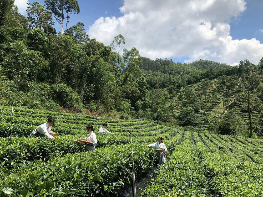 五桂山红茶图片