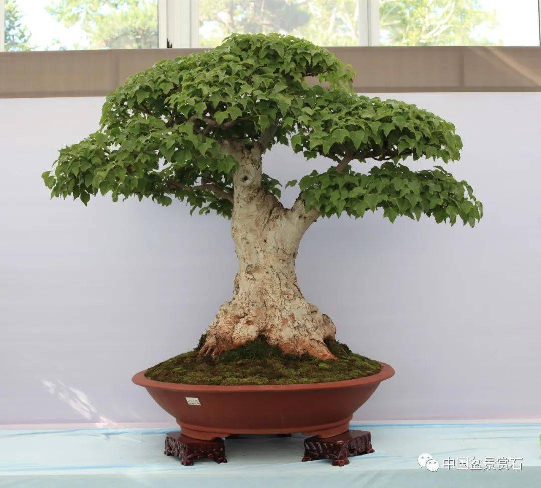 第十届云南省盆景展评选结果已出炉!_cm_规格_清香