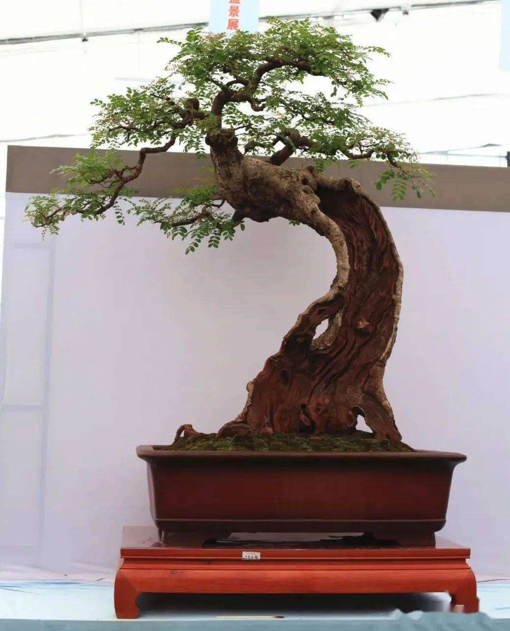 第十届云南省盆景展评选结果已出炉!_cm_规格_清香