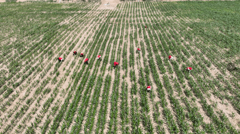 白土岗乡:沃野绘"丰"景 村美民富织就乡村振兴新画卷_企业_集体_产业