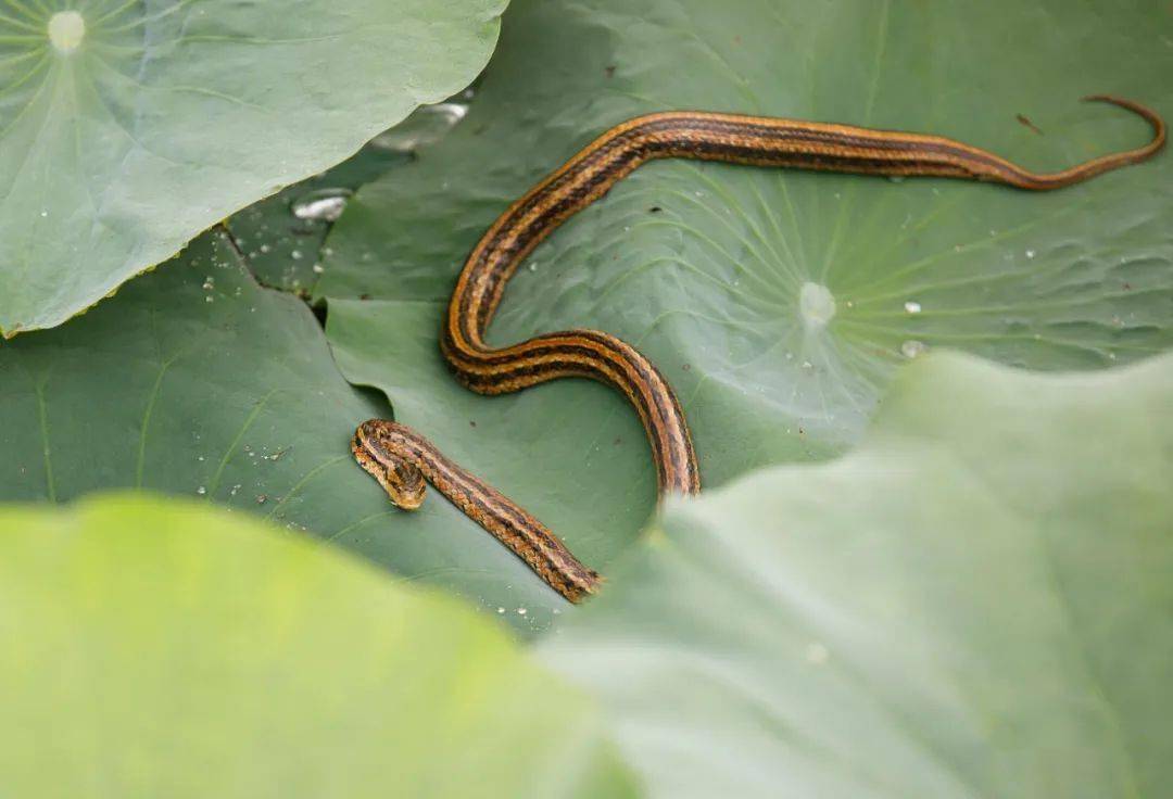 赤链蛇_市民_梁新星