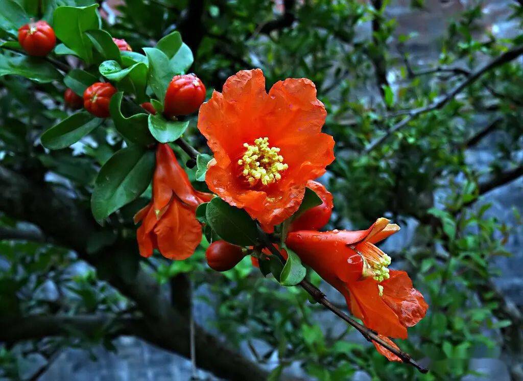 榴月榴花红_花萼_时节_红色