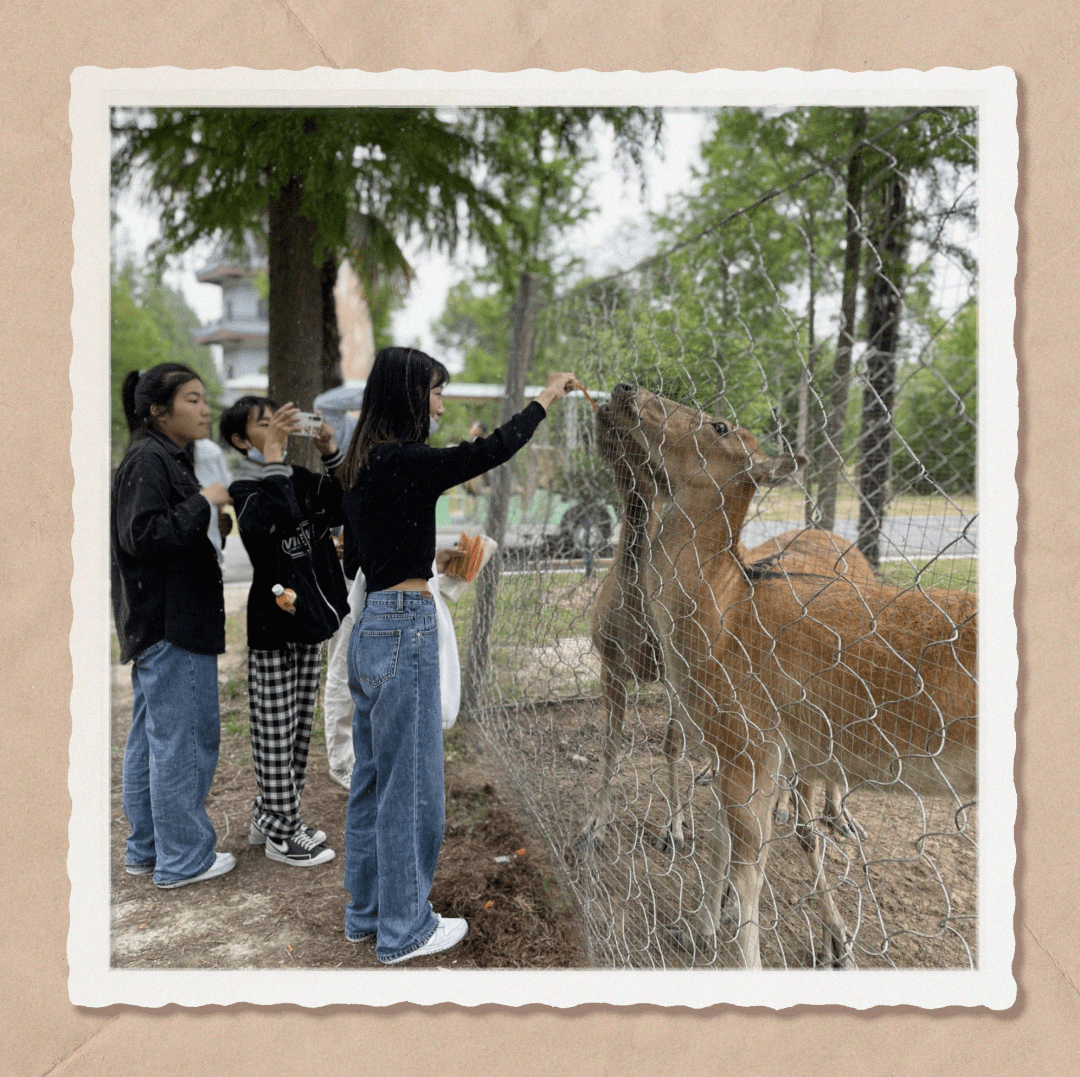 端午假期各景区文旅活动精彩上线!_游客_麋鹿_young
