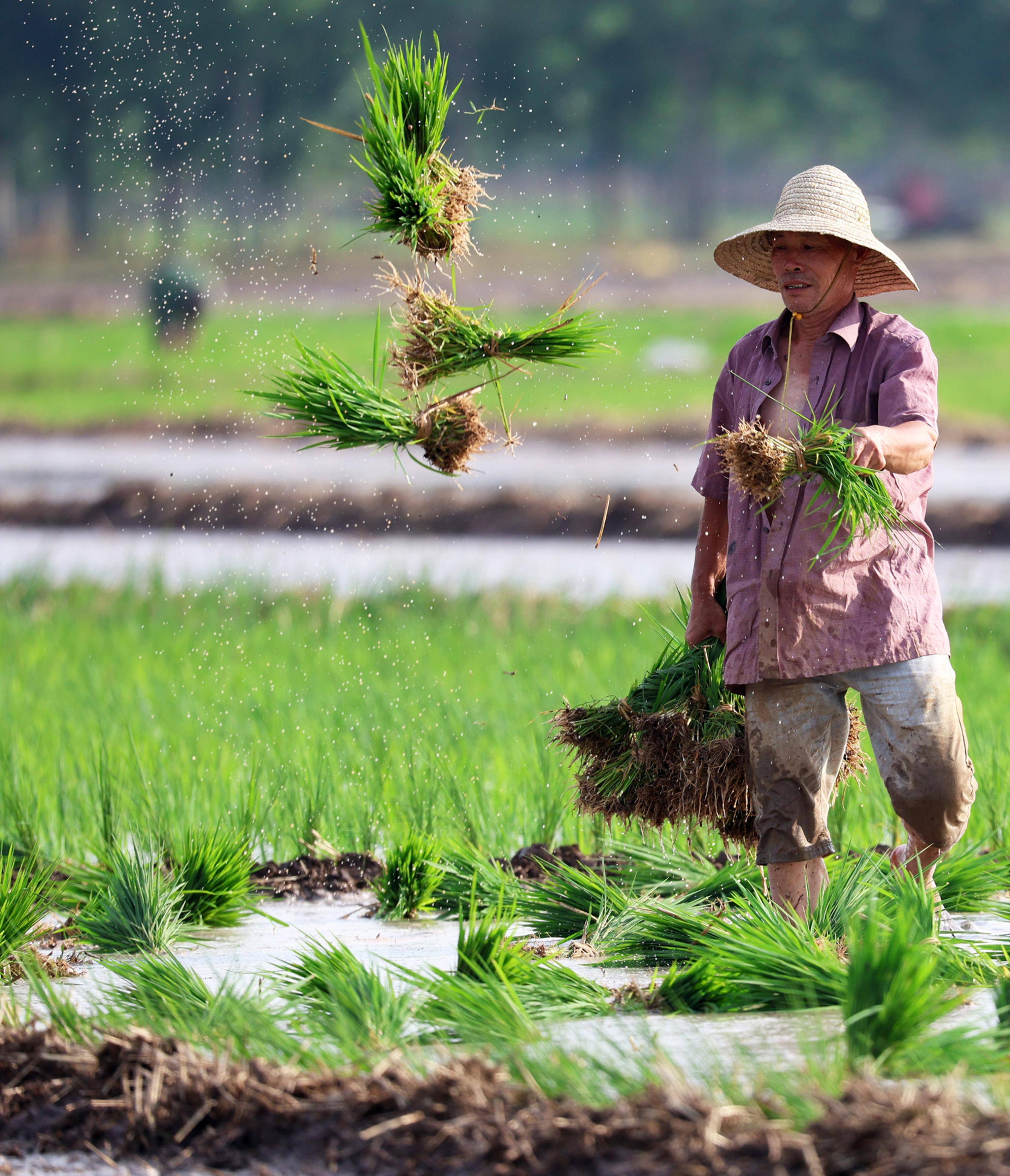 夏至将至,各地农民忙碌在田间地头,为秋粮丰收打下坚实基础