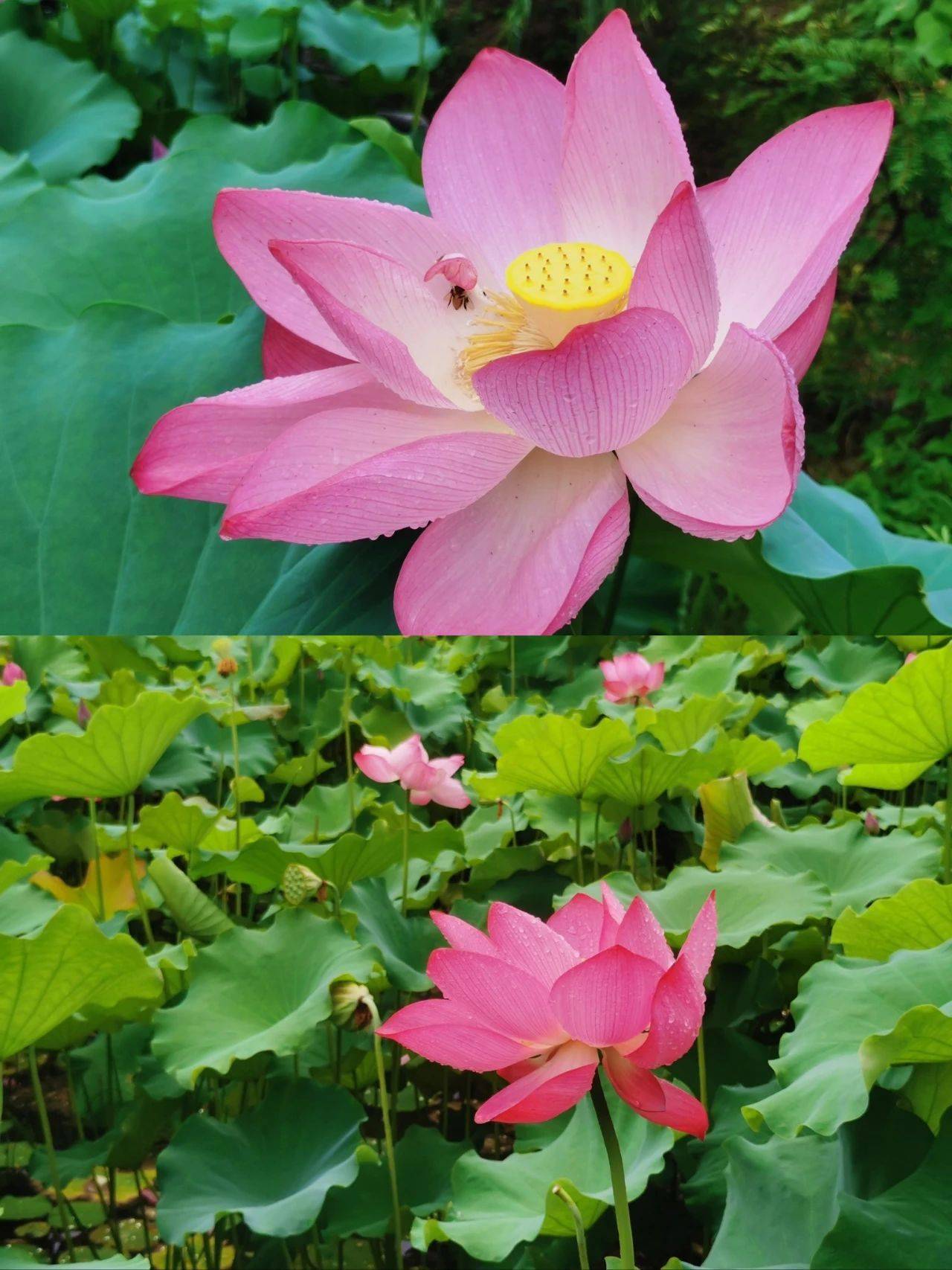 马明义文|张广珍在无数个夏天的风里继续相见笑说他日再相逢花开花谢