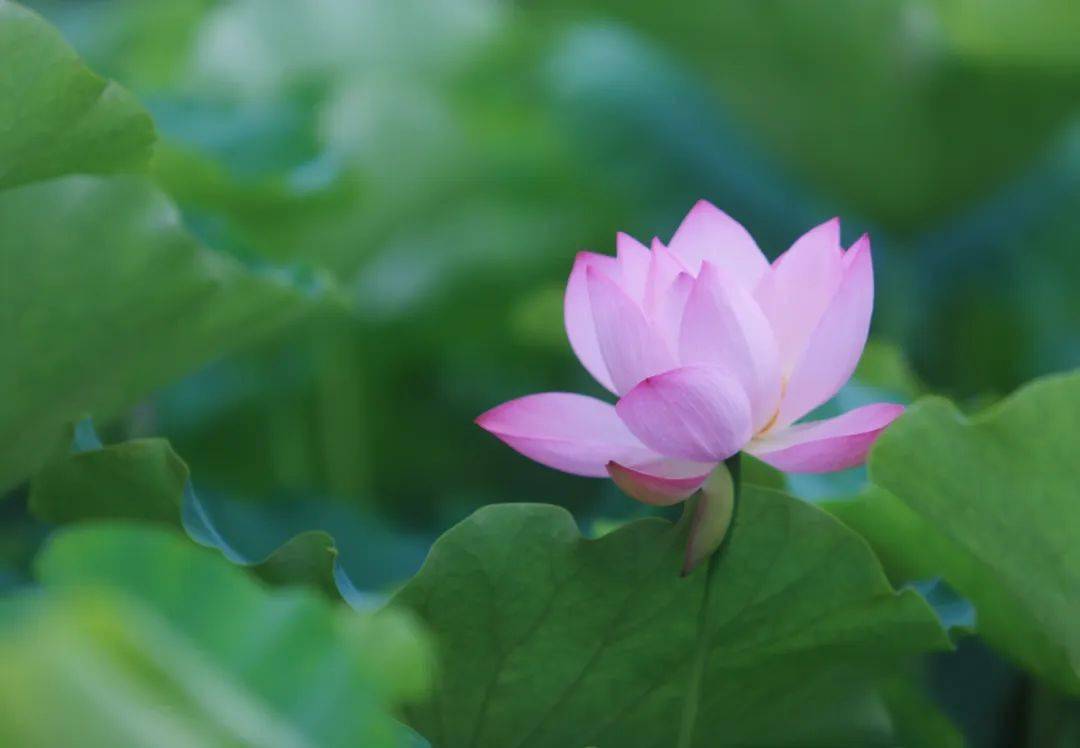 上新!一条龙安排起……_遂宁_荷花_表情