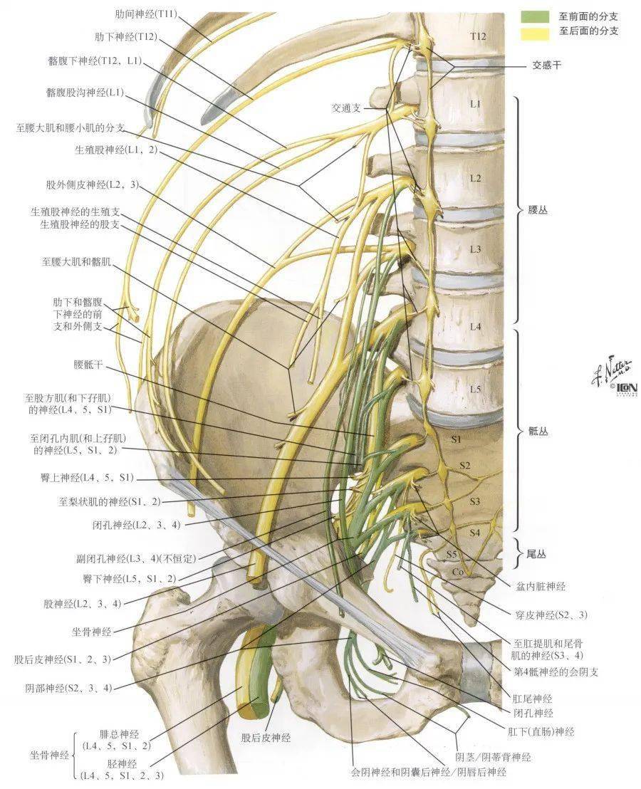 腰丛骶丛神经分布图图片
