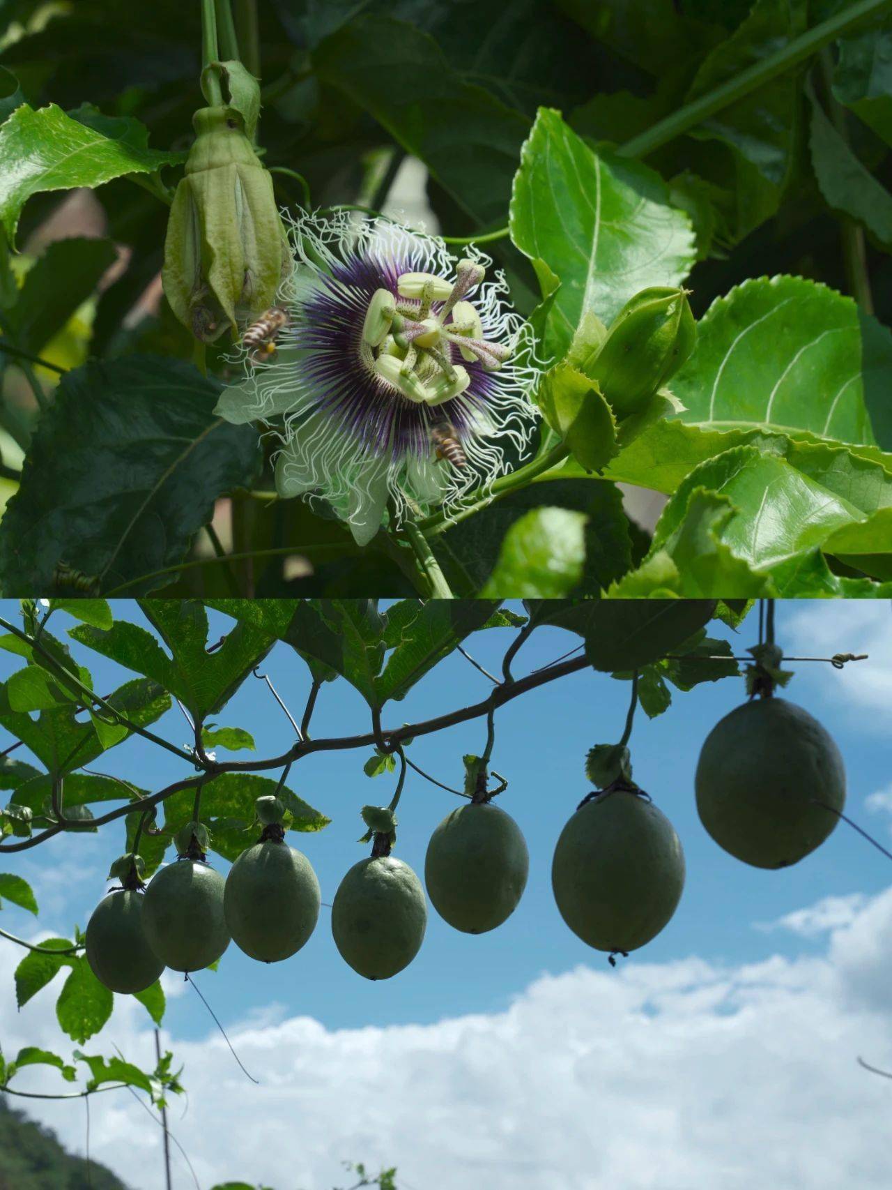 67夏日炎炎必备的云南「百香果」_果肉_香菜_柠檬