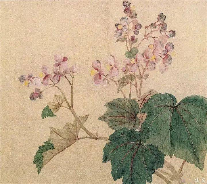 恽寿平 没骨花鸟画精品欣赏_白云渡_外史_册页