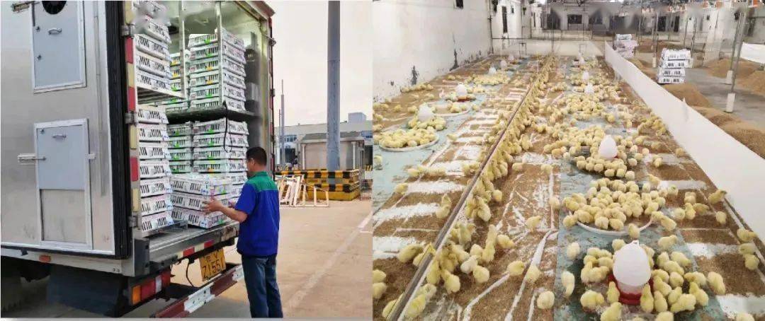 诸城外贸从美国引进1.7万只祖代种鸡抵达中国_品种_生产_隔离